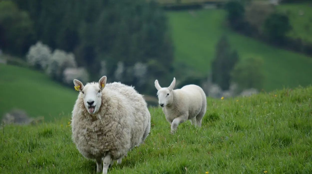 Animal Care Pro: Tailor-Made Training for Superior Sheep Management Course